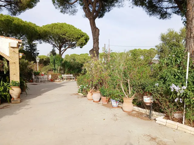 FINCA CON VIVIENDA EN BONARES (HUELVA) — 2