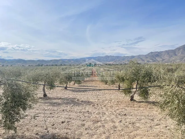 FINCA DE OLIVOS EN ULEILA DEL CAMPO - foto 4
