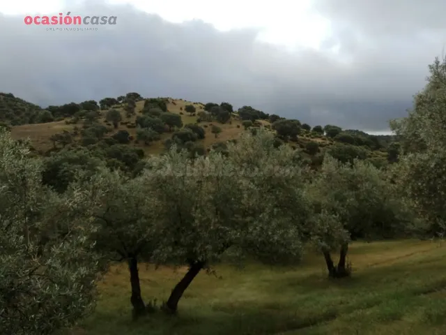 FINCA RUSTICA DE OLIVOS CON CORTIJOS Y NAVES - foto 3