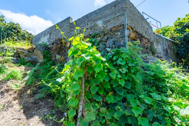 Finca con vivienda y viñedos en Icod de los Vinos — 18