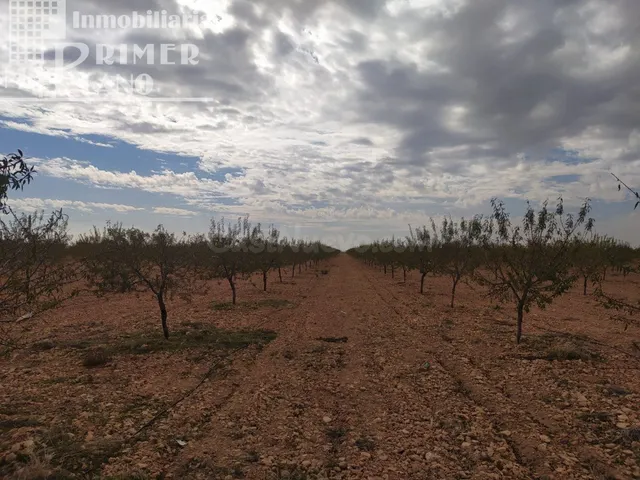Se vende finca de 12 hectareas de riego de pozo en la zona d - foto 5