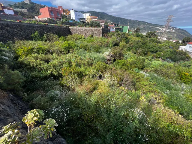 FINCA RÚSTICA CON ESTANQUE Y CUARTO DE APEROS EN ICOD DE LOS VINOS — 11