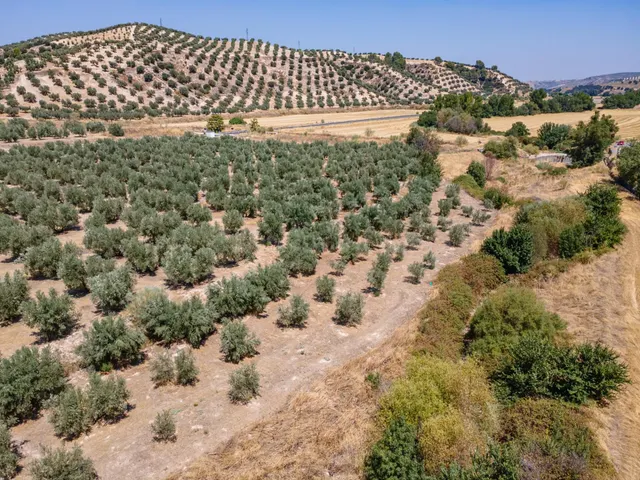GRAN OPORTUNIDAD !!!! OLIVAR EN VENTA..... - foto 4