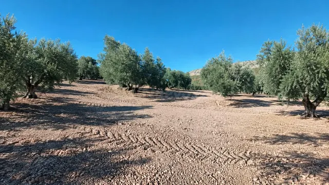 Terreno Rural en Cabra con Oportunidades Agrícolas — 3