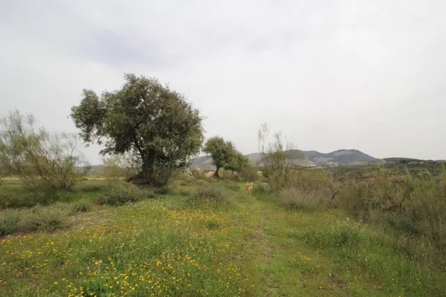 FINCA EN CORTIJO SAN JERÓNIMO (BARTODANO) — 29
