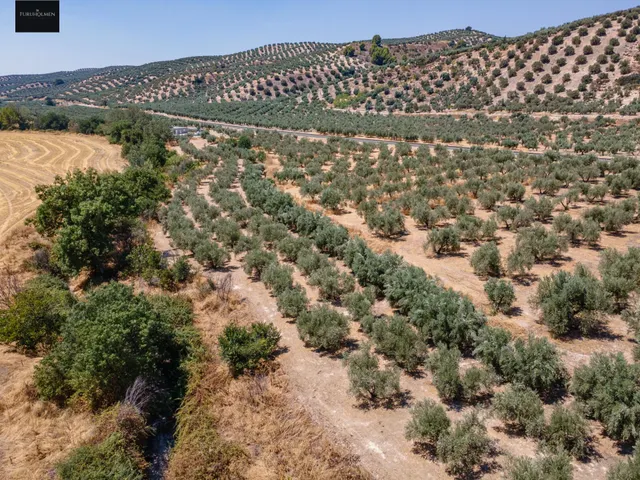 GRAN OPORTUNIDAD !!!! OLIVAR EN VENTA..... — 7