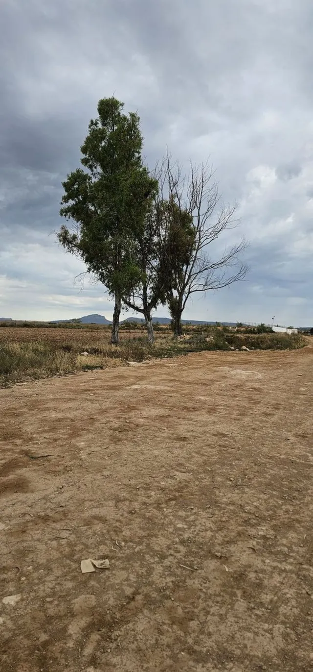 Terreno rural 248m² en venta - Sucina - foto 4