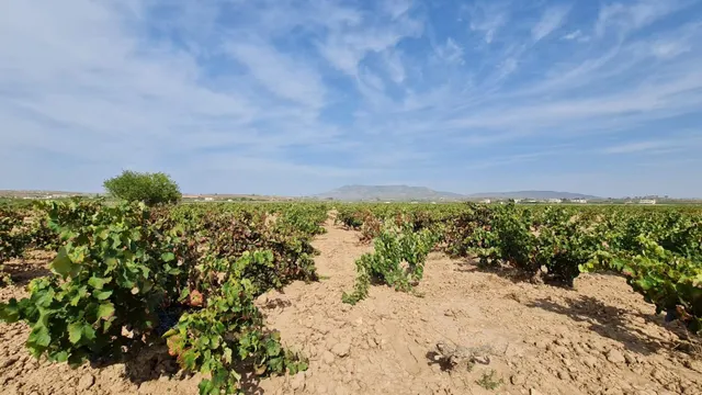 Terreno rústico en venta cerca Pinoso (Alicante) — 7