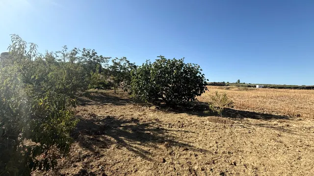 FINCA DE VIÑEDOS Y ÁRBOLES FRUTALES EN LA PALMA DEL CONDADO HUELVA — 22