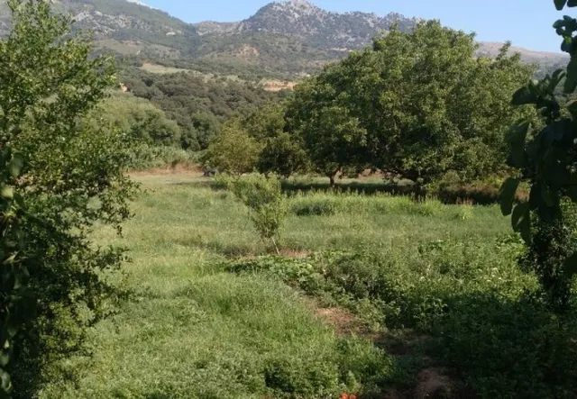 Casa de campo-Masía en Venta en Cortes De La Frontera Málaga - foto 4