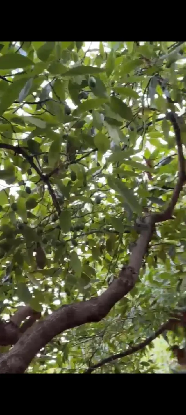 EN VENTA: MAGNÍFICA FINCA RÚSTICA DE MANGOS EN LA AXARQUÍA ( - foto 3