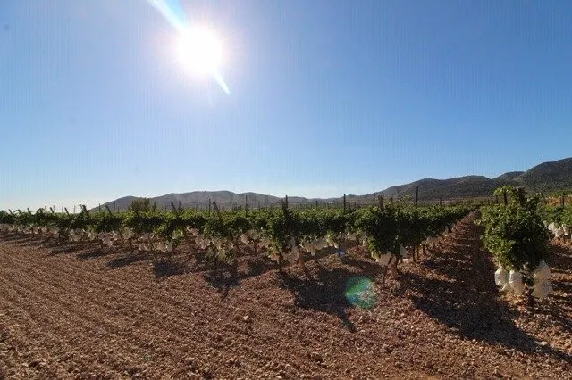 ESTUPENDA PARCELA N LA ROMANA (ALICANTE) - foto 4