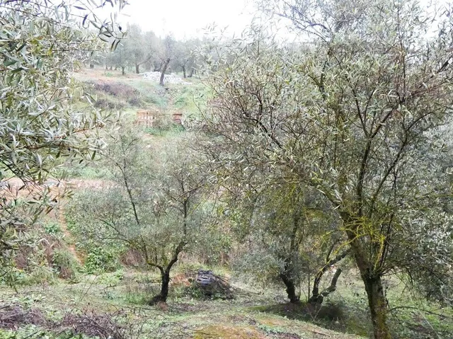 Finca rústica en Peligros – Excelente ubicación y acceso - foto 5