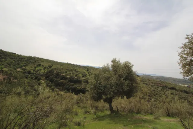 FINCA EN CORTIJO SAN JERÓNIMO (BARTODANO) — 24
