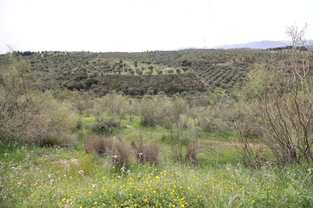 FINCA EN CORTIJO SAN JERÓNIMO (BARTODANO) — 36