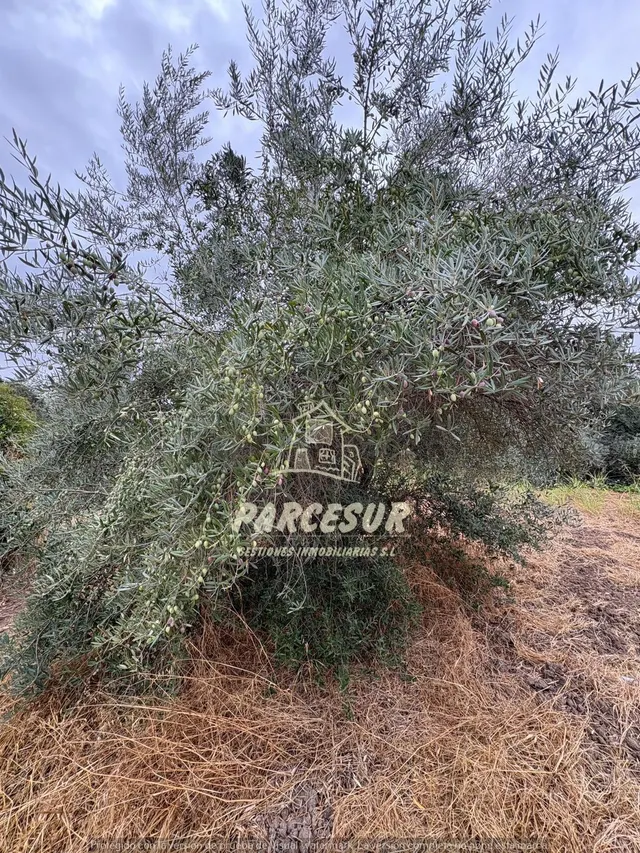 Encantadora Casa de Campo en Crta. Aeropuerto, Córdoba por solo €80,000 — 31