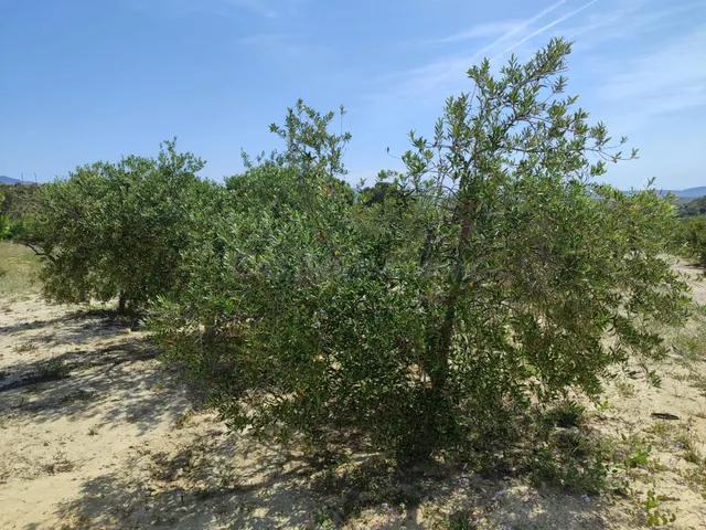 ¡Oportunidad Única! Finca de 55.000 m2 en Yéchar con Vistas  - foto 4
