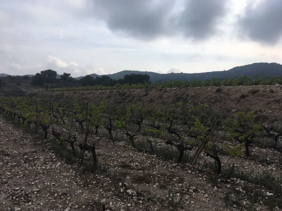 27.500 metros de terreno con plantacion de Uvas o para construir un Chalet