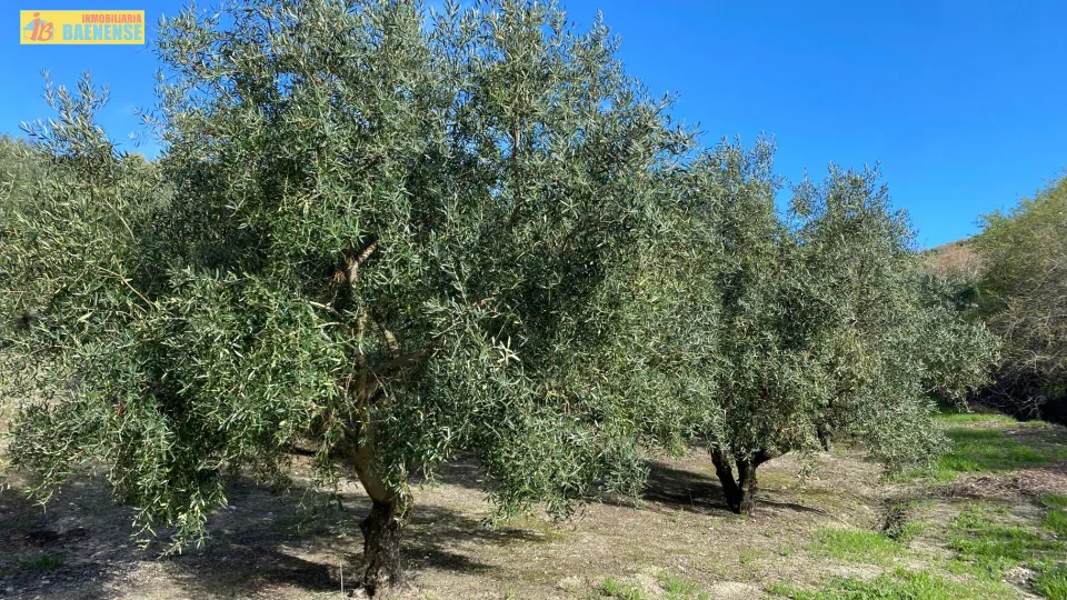 Olivar en muy buena ubicación