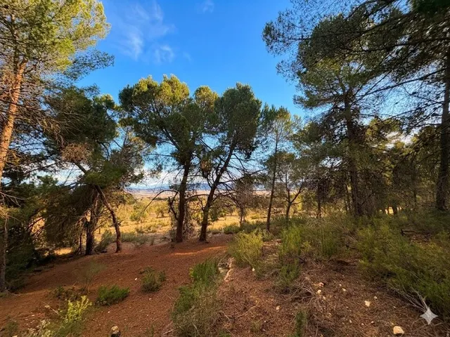 Terreno rústico a solo 3 km de Biar | Posibilidad de construir vivienda y conectar a agua y electricidad — 14