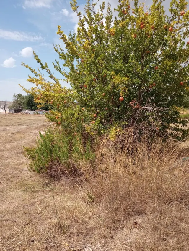Parcela Rústica de 3.700m2 con Agua de Riego a 4,5 km de Mutxamel y a 9 km de la Playa — 13