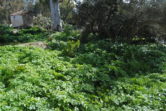VENTA TERRENO URBANO — 11