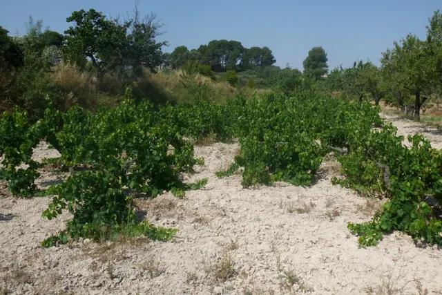 Parcela en Partida La Solana - Ontinyent — 2