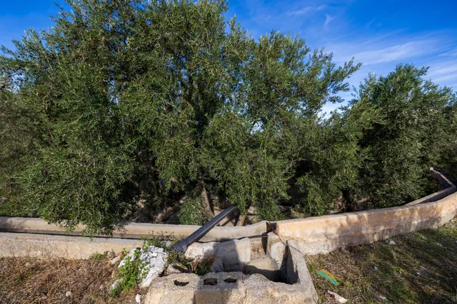 ¡Oportunidad única! Dos Fincas rústicas de mas de 15.000 m2 en total en Pinos del Valle. VENTA JUNTAS O SEPARADAS — 9