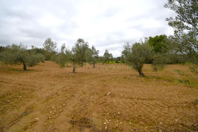 Finca rústica con olivos en Muro