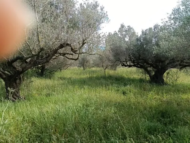 finca con casa y balsa — 8