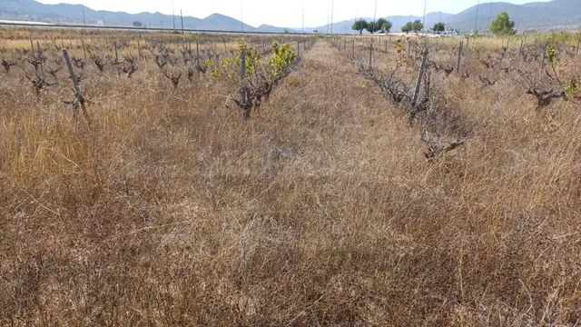 SE VENDE PARCELA DE 12.000 MTS. / POSIBILIDAD DE CONSTRUIR — 2