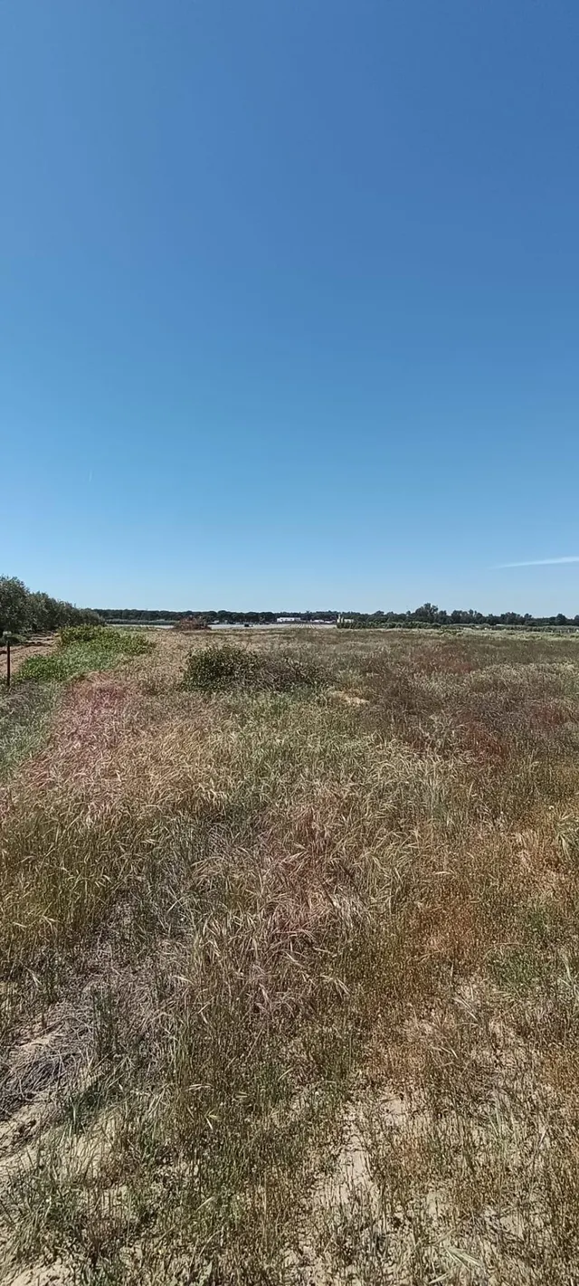 Terreno en Villamanrique de la Condesa (Sevilla) – 2,8 hectá - foto 3