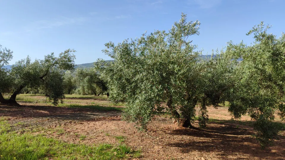 Magnífica finca de regadío