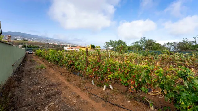Terreno urbano en Tacoronte. — 21