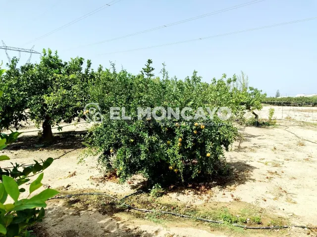Fantástica casa de campo con parcela en la zona del campo de Elche, Alicante, Costa Blanca — 10