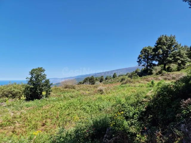 Terreno con Bosque de Pinos en Icod de los Vinos: Una Oportu - foto 3