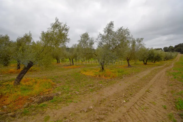 Finca rústica con olivos en Llubi - foto 4