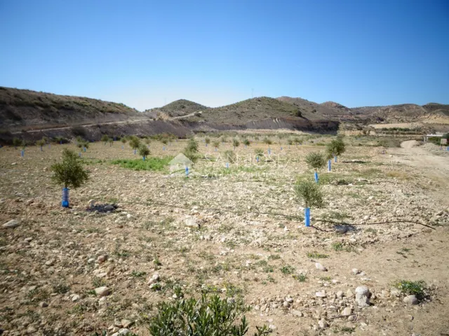 NUEVA PROPIEDAD EN VENTA DE TERRENO PLANTADO DE OLIVERAS CON - foto 4