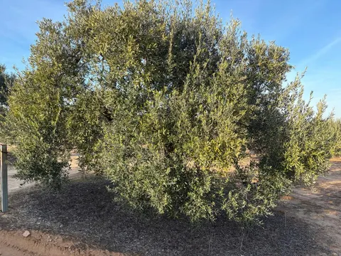 Finca con 300 olivos y pozo