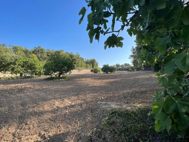 Parcela en venta - Porreres - foto 5