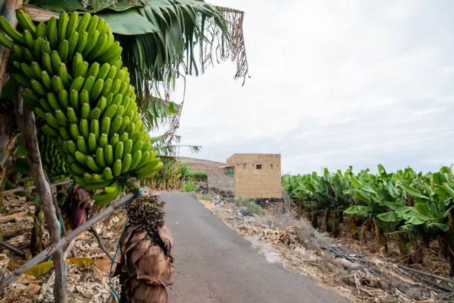 Finca en Adeje — 4