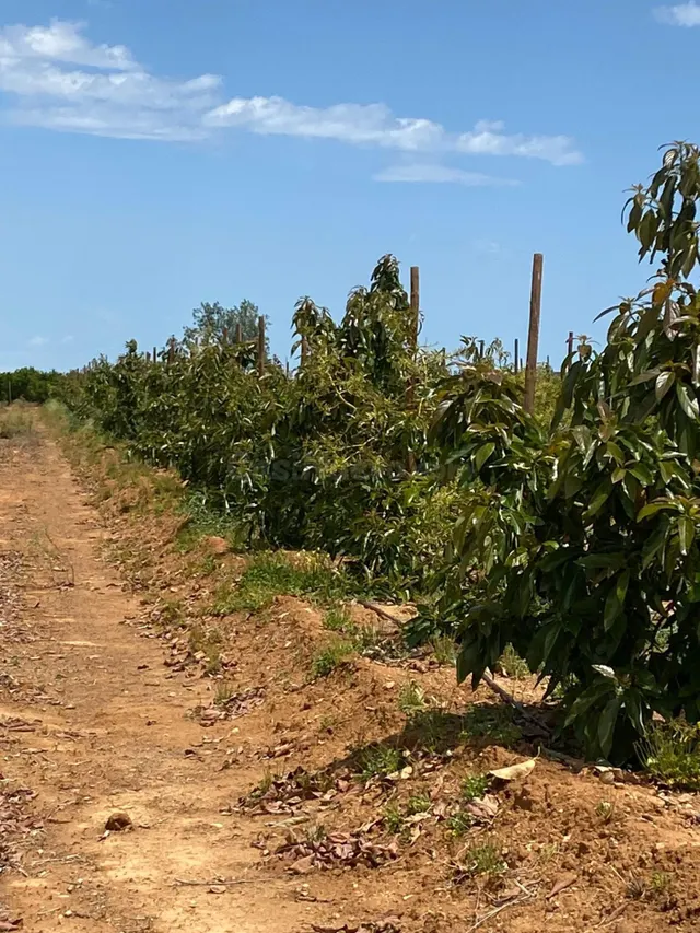 VENTA DE FINCA CON EXPLOTACIÓN DE AGUACATES - foto 3