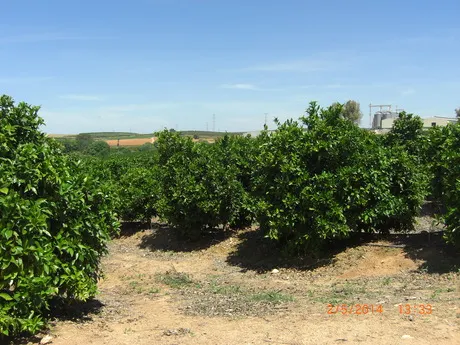 FINCA DE NARANJOS — 3