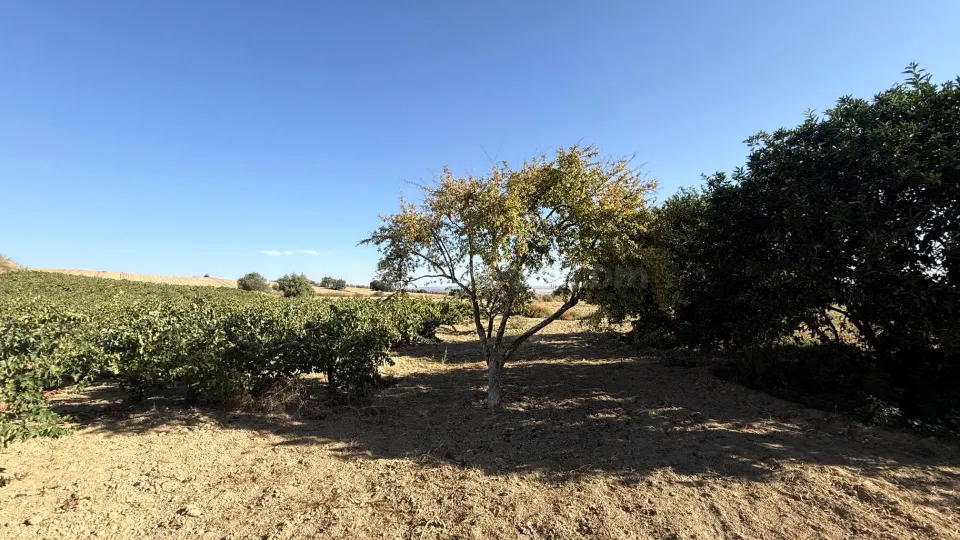 FINCA DE VIÑEDOS Y ÁRBOLES FRUTALES EN LA PALMA DEL CONDADO HUELVA