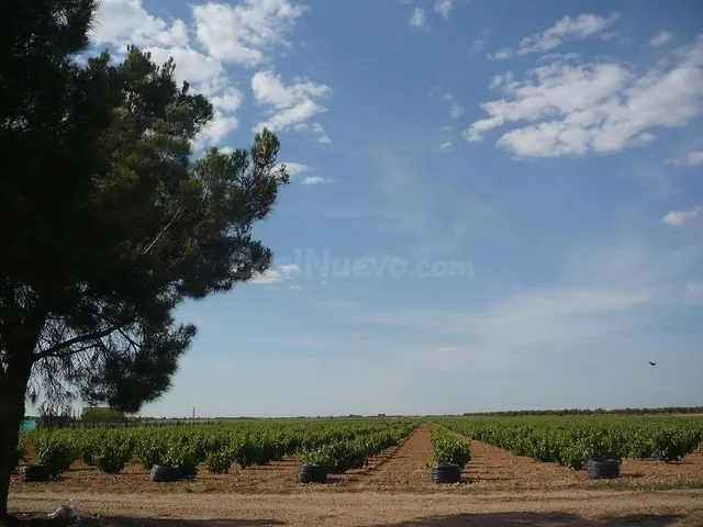 SE VENDE FINCA DE VIÑEDO EN TERMINO DE SOCUELLAMOS CON DEREC - foto 2