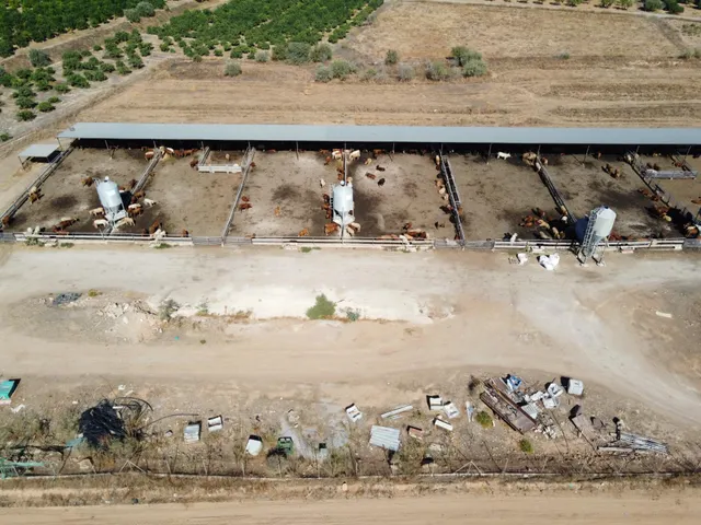 Gran explotación ganadera en lorca: capacidad para 760 cabezas y finca agrícola en producción — 9