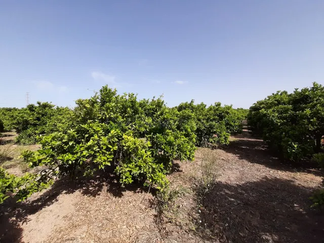 Campo cultivado de naranjos. - foto 5