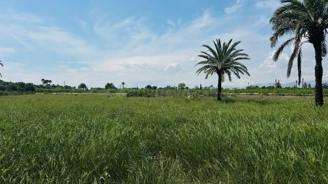 Terreno Rústico en Partida Daimes – 11.000 m2 en Camí Fondo  - foto 3