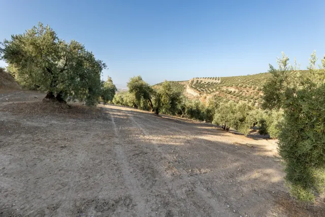 Terreno rural en venta - Alfacar — 6