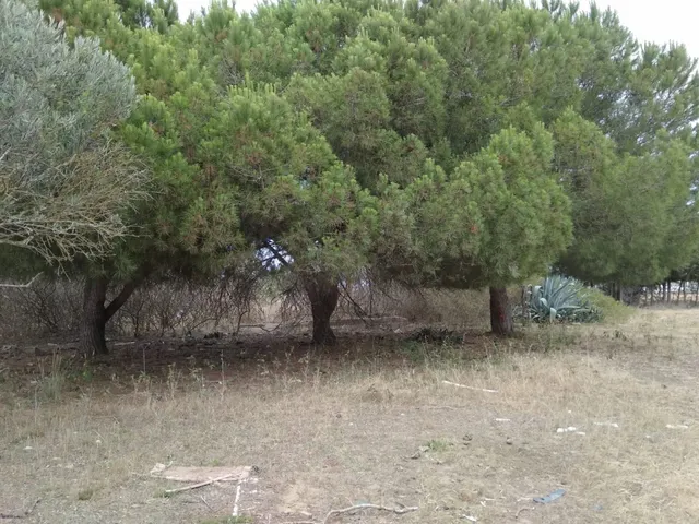 MAGNIFICA PARCELA EN PUERTO REAL EN CASINES — 2